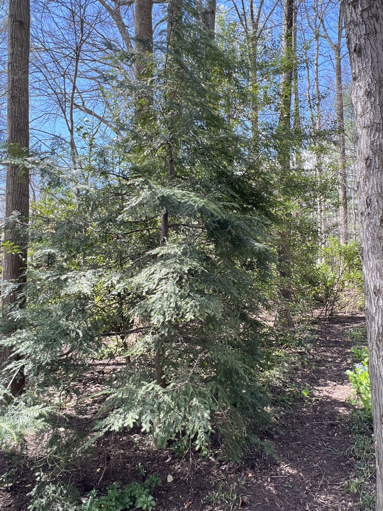 Canada hemlock