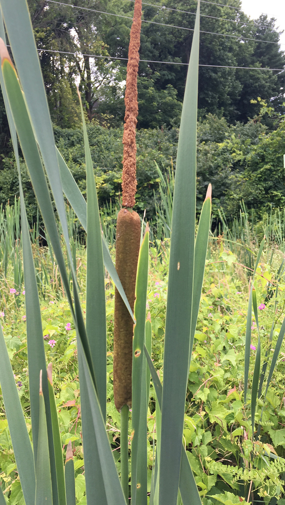Broad-leaved cattail