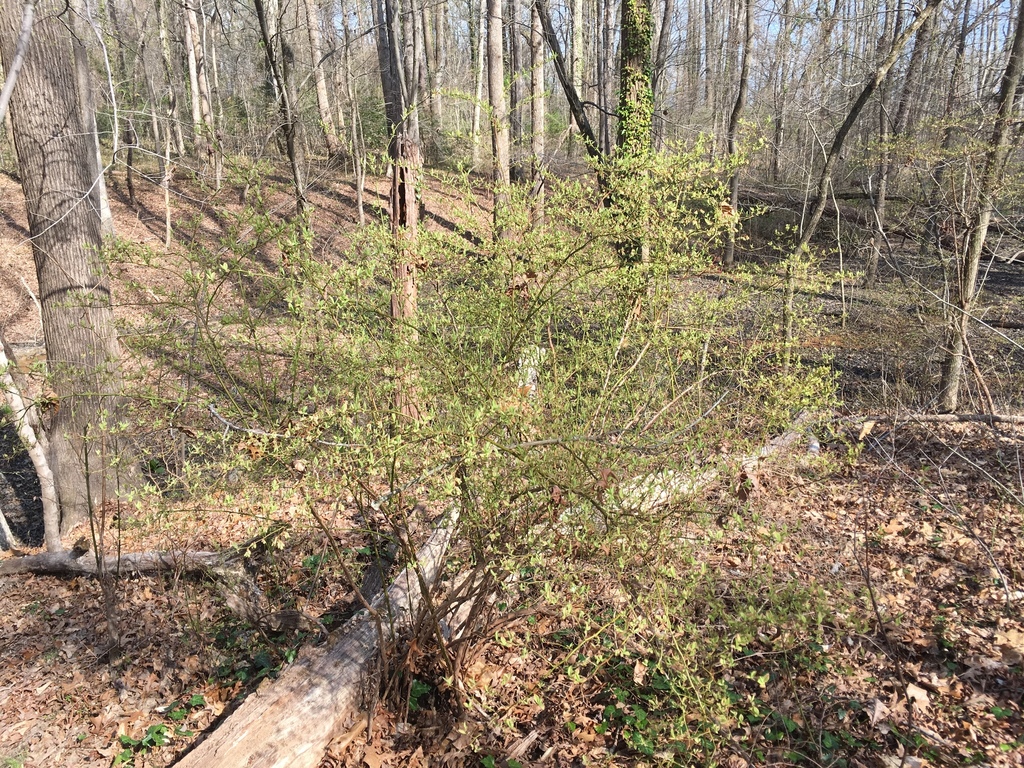Highbush blueberry