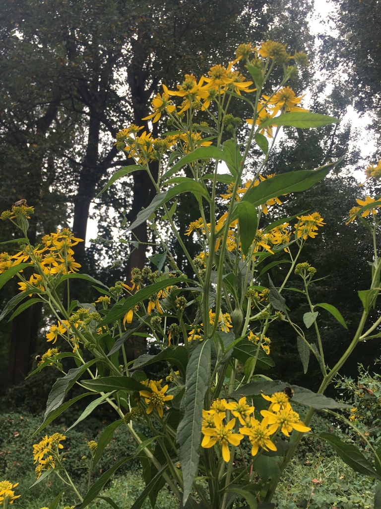 Wingstem