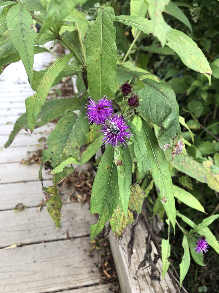 New york ironweed