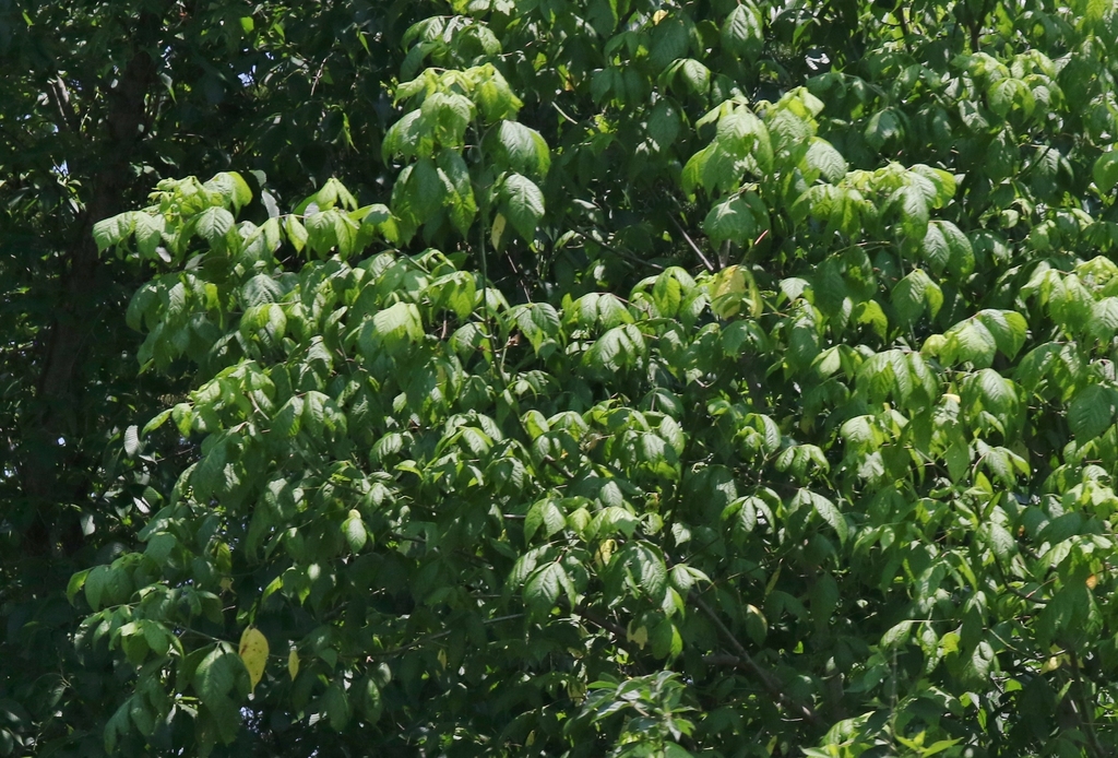 Eastern boxelder