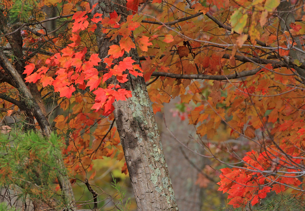 Red maple