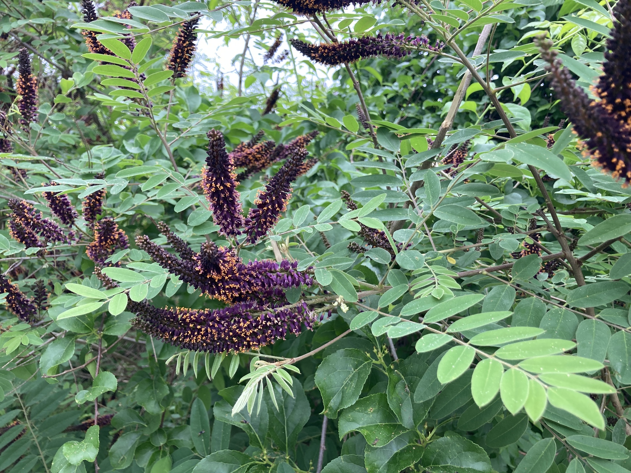False indigo-bush