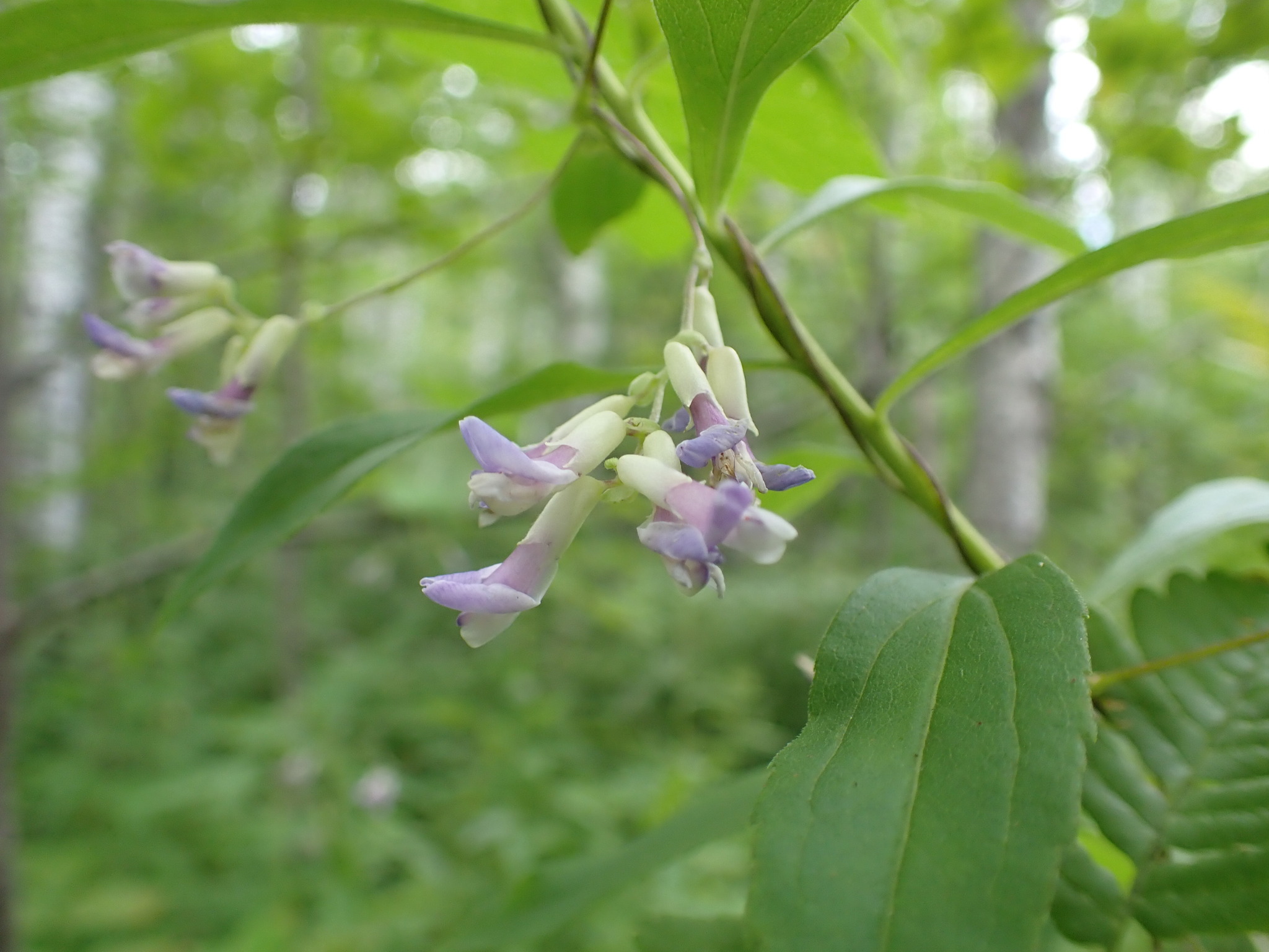 Hog-peanut