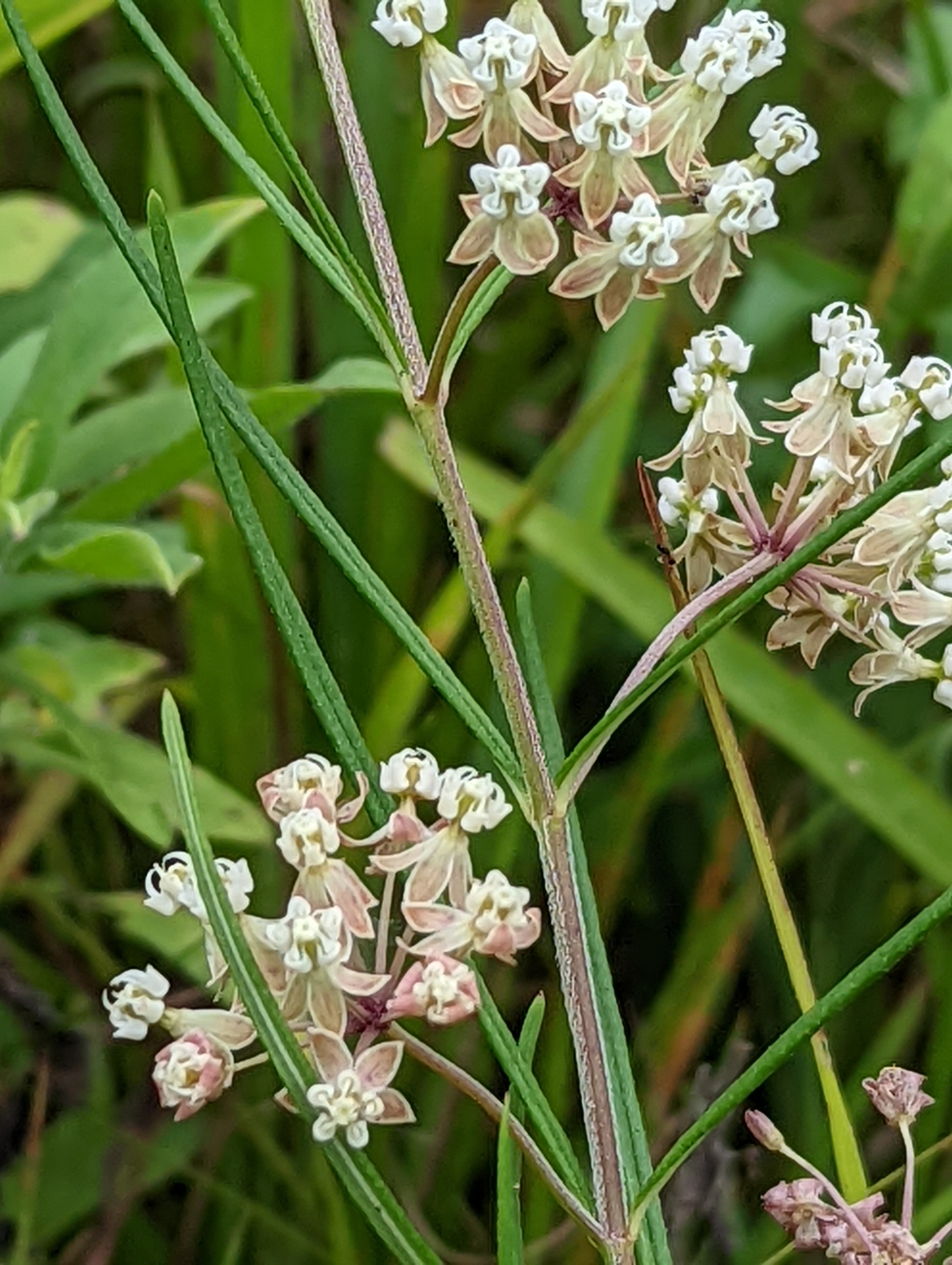 White milkweed