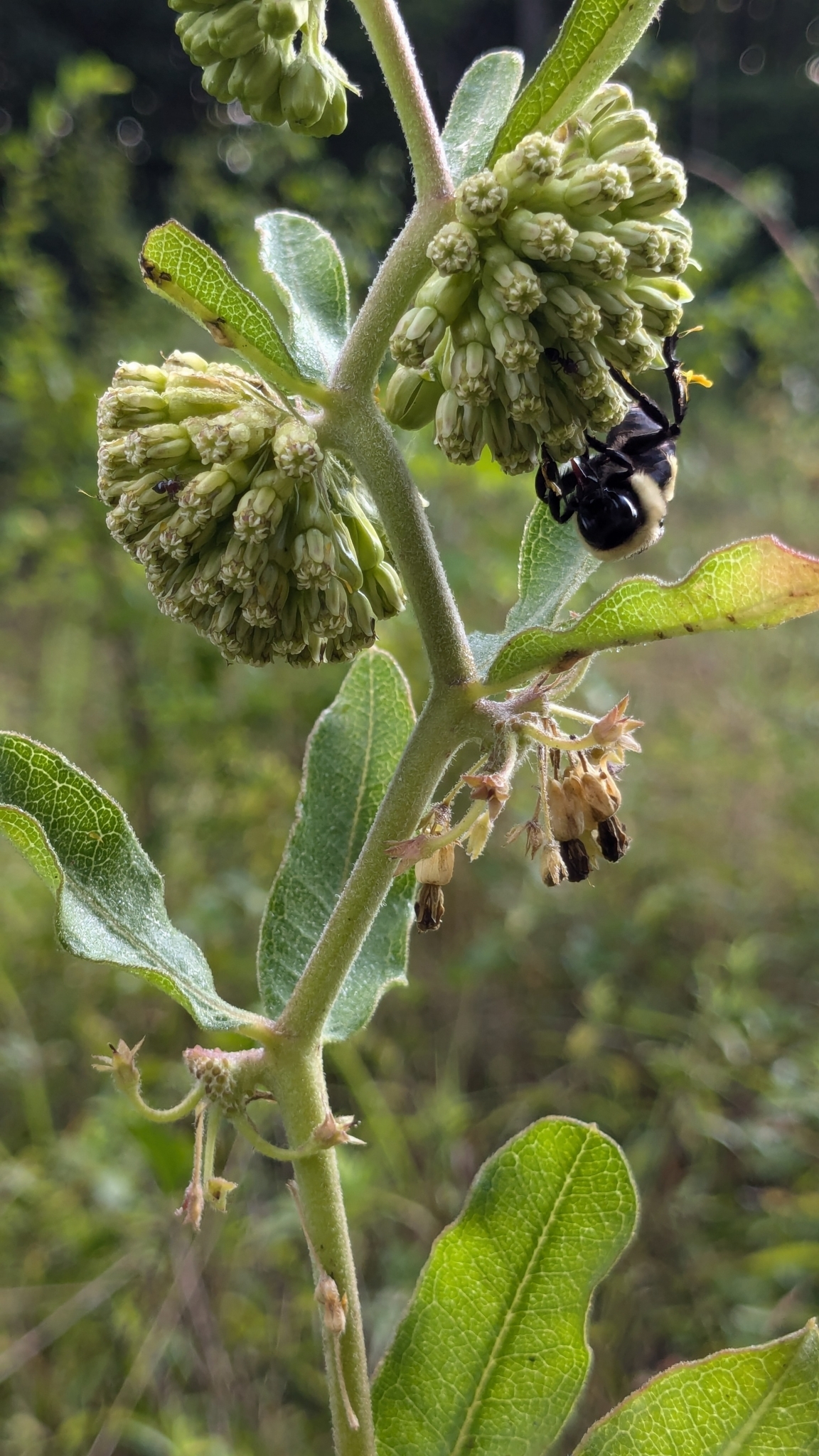 Green milkweed