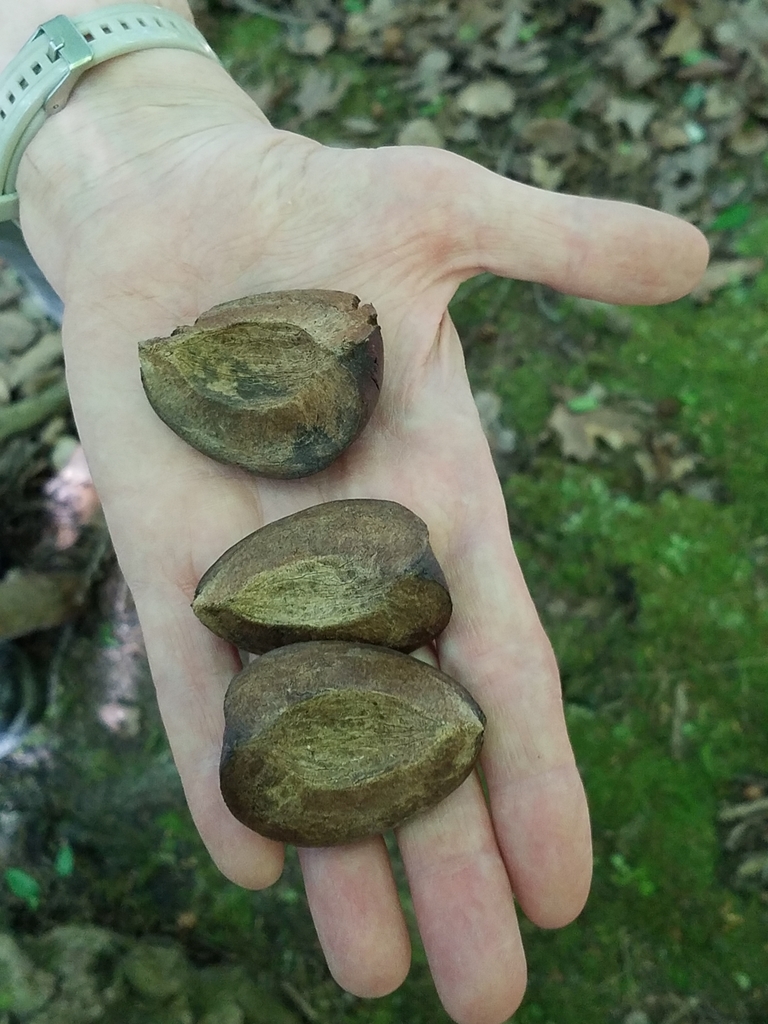 Shagbark hickory