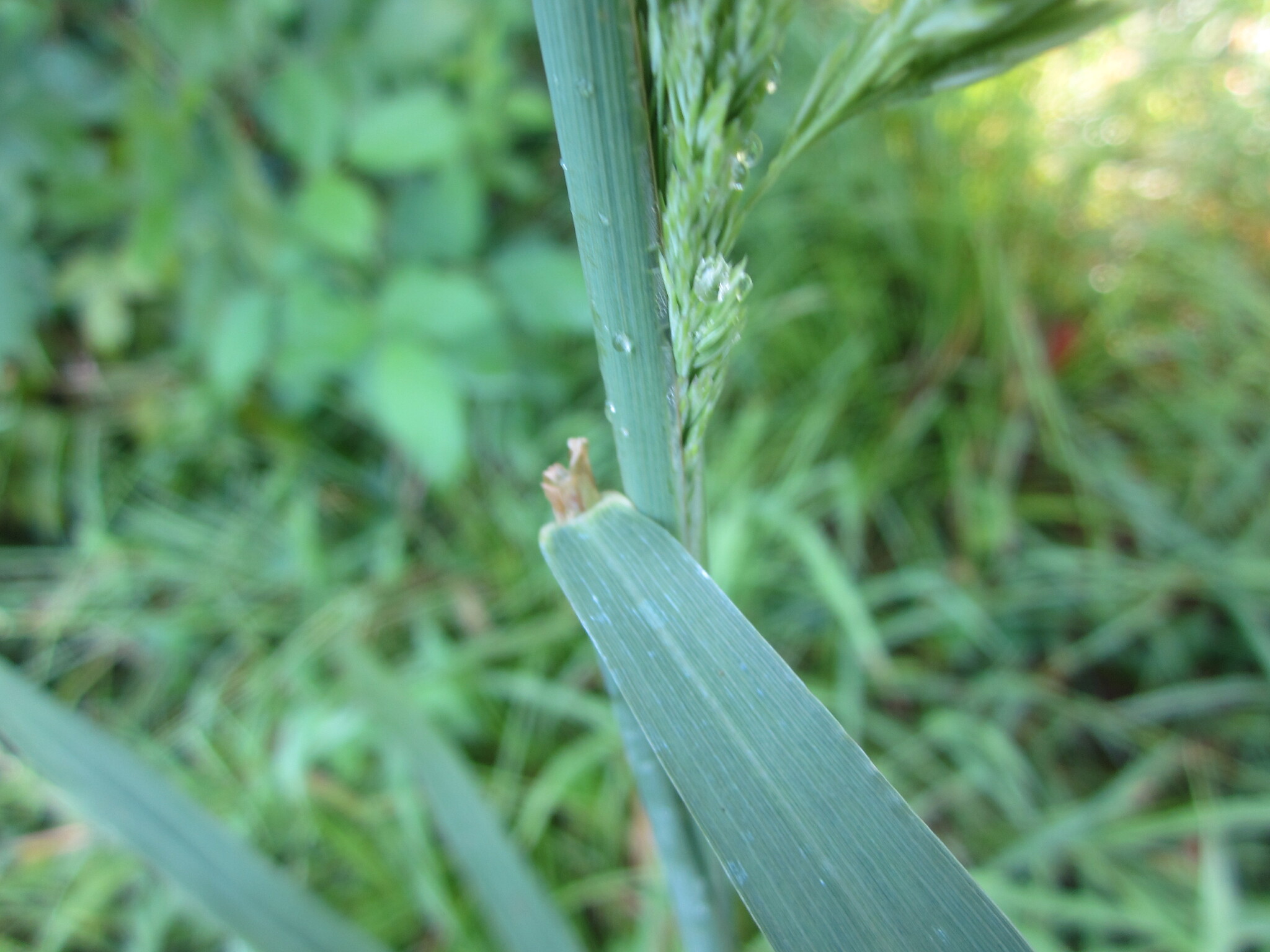 Common wood reedgrass