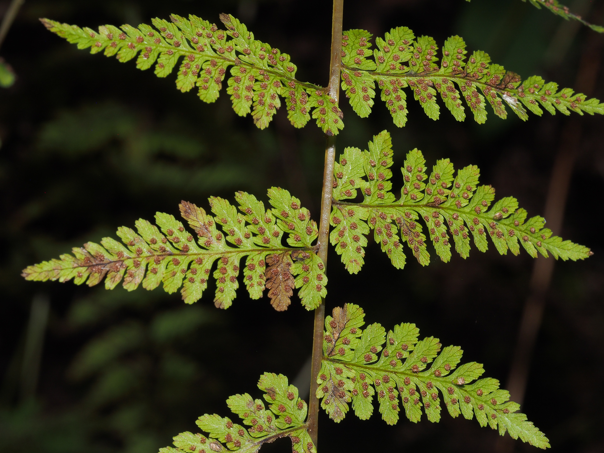 Bulblet fern