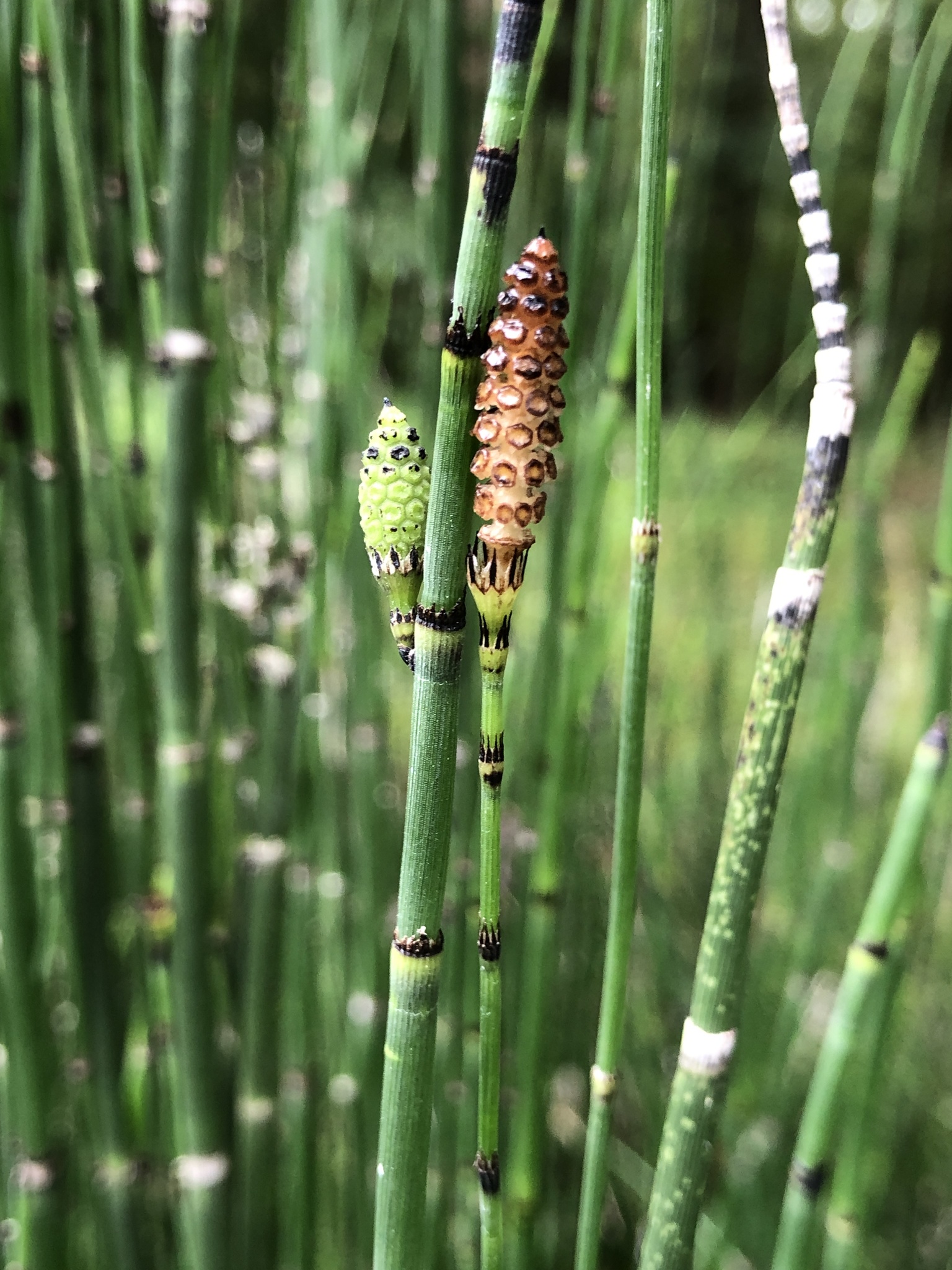 Tall scouring rush
