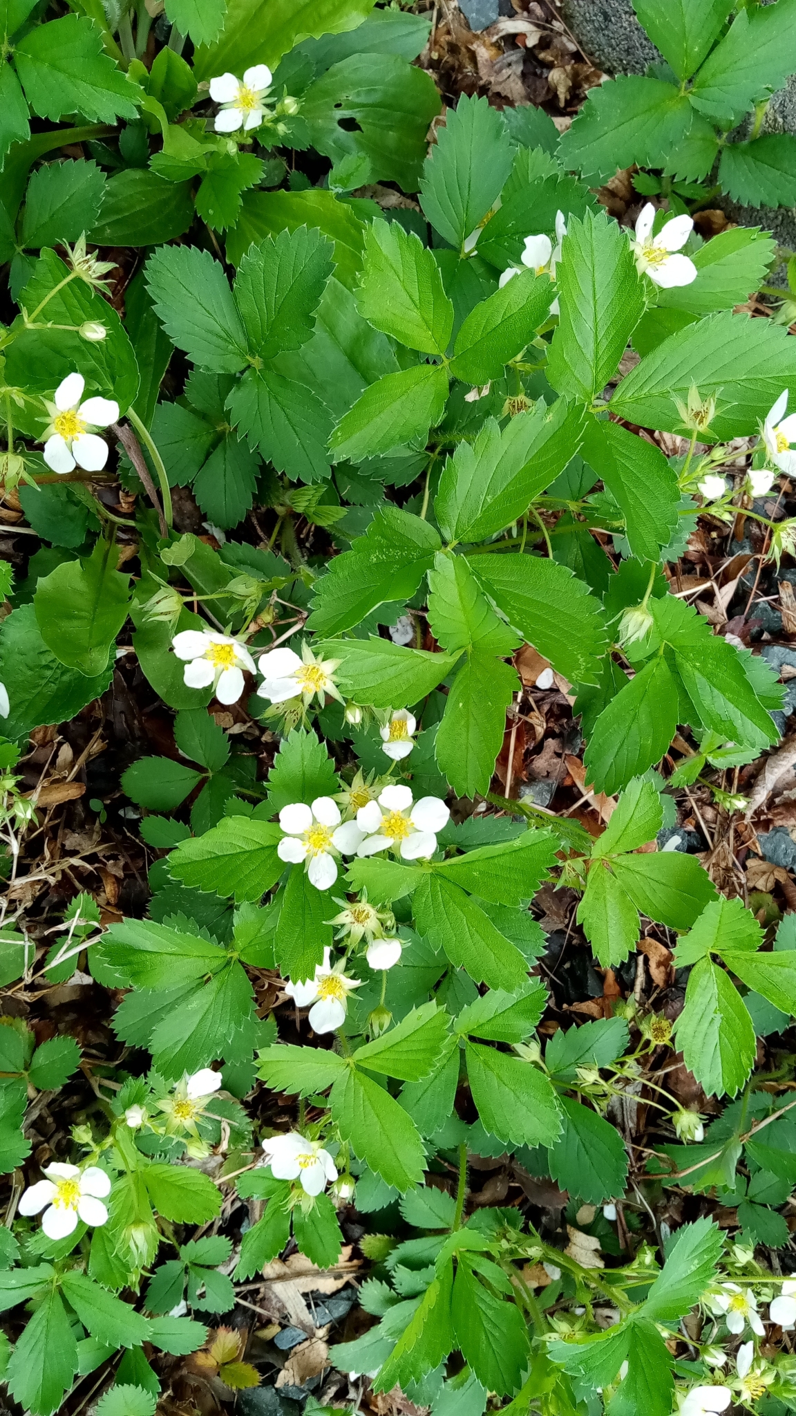 Wild strawberry