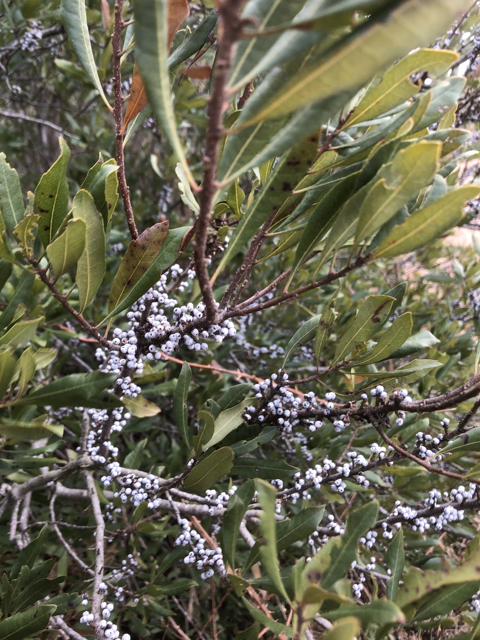 Wax myrtle