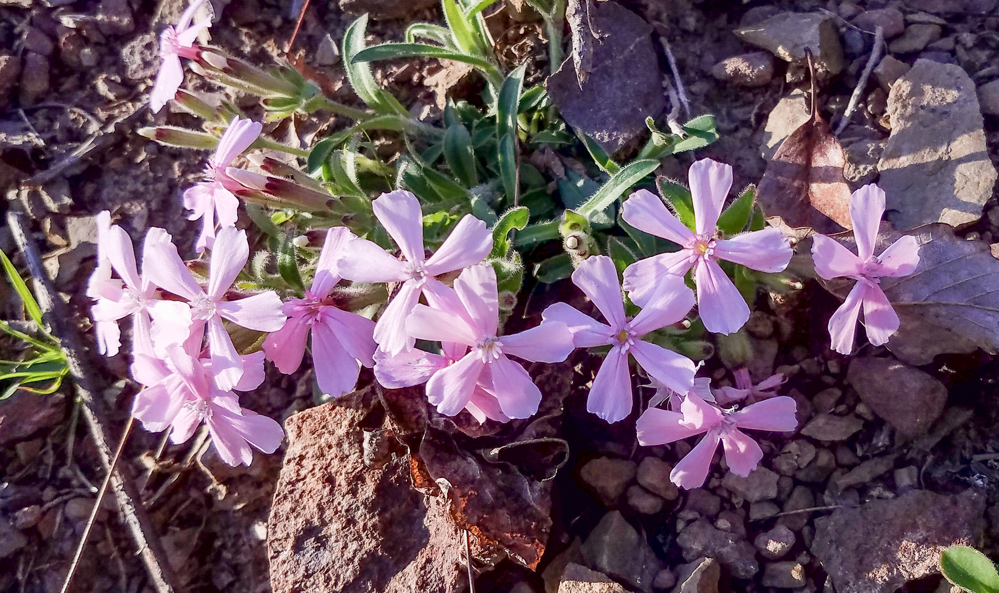 Wild pink