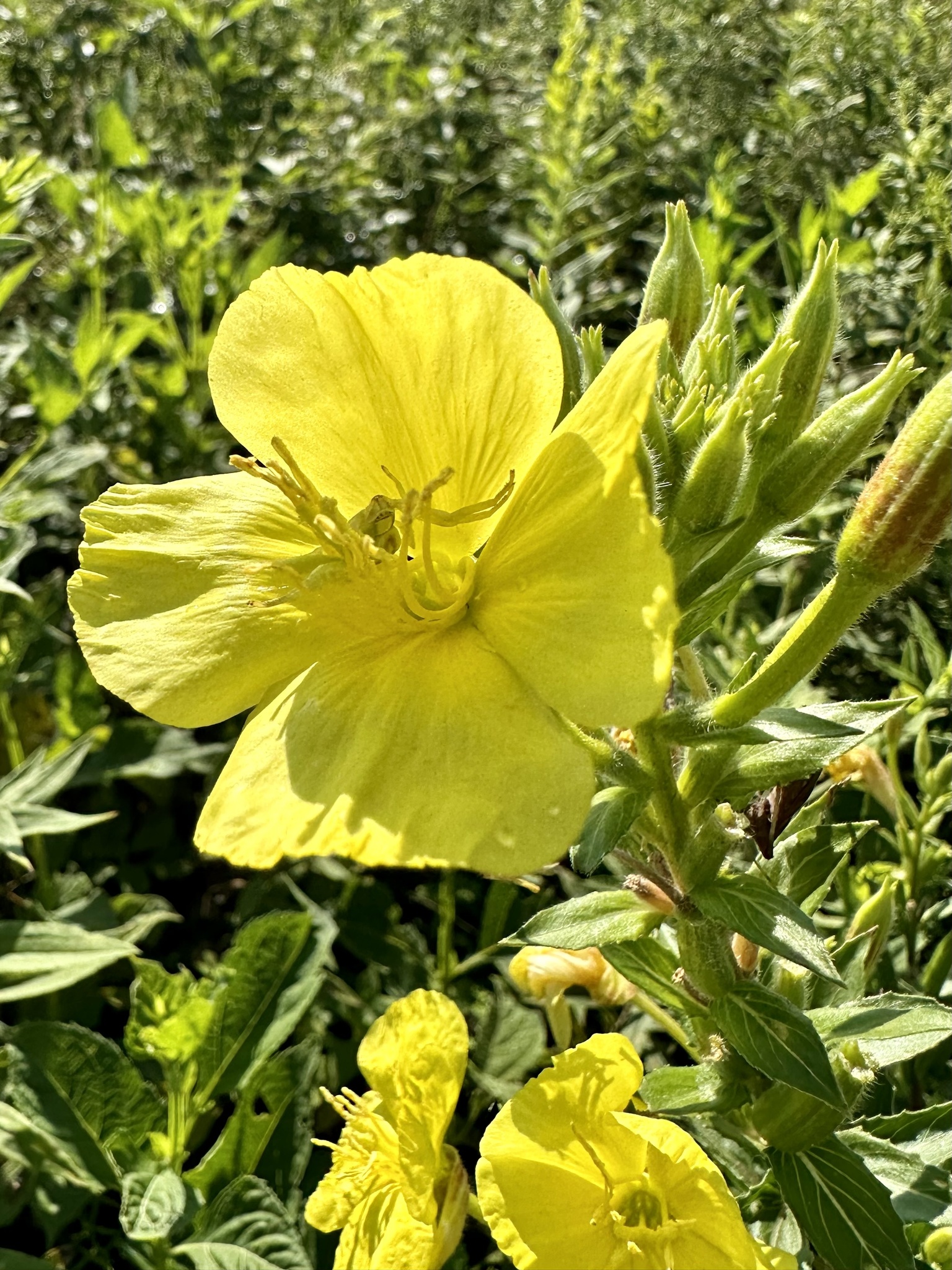Common evening-primrose