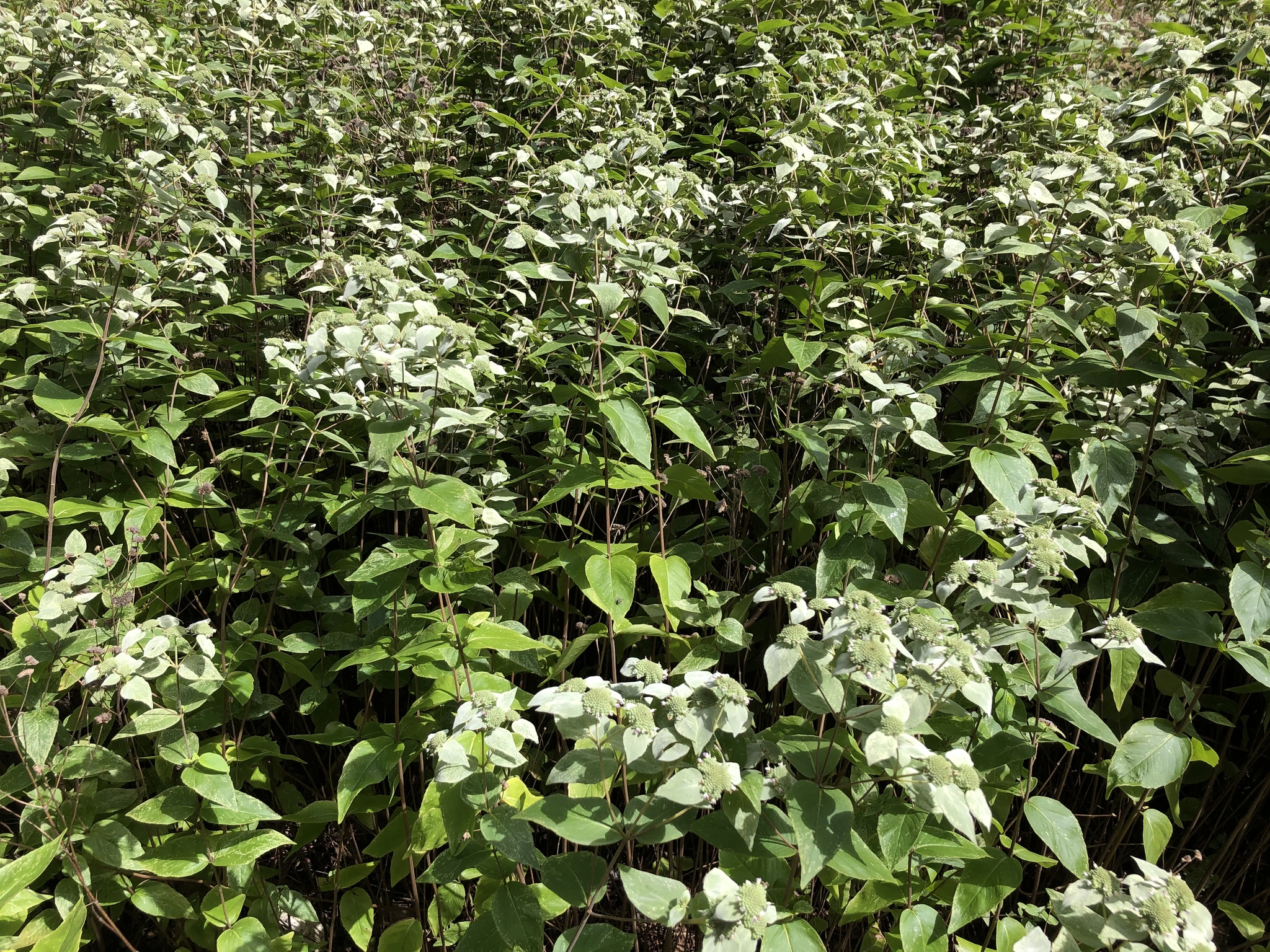 Short-toothed mountain-mint