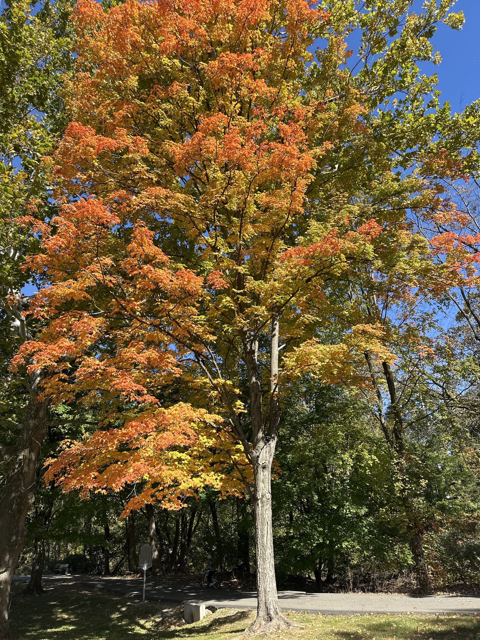 Sugar maple