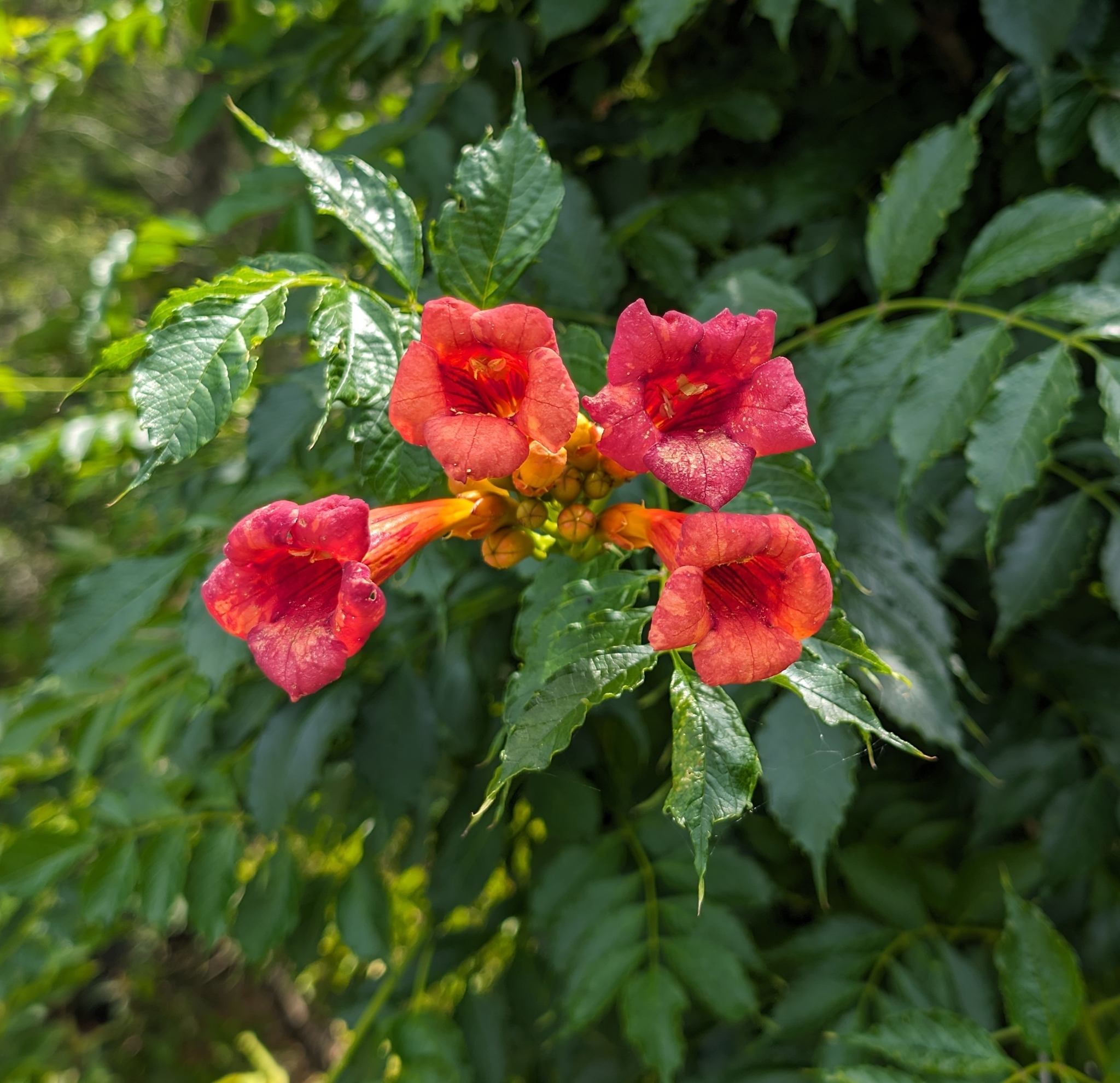 Trumpet-creeper