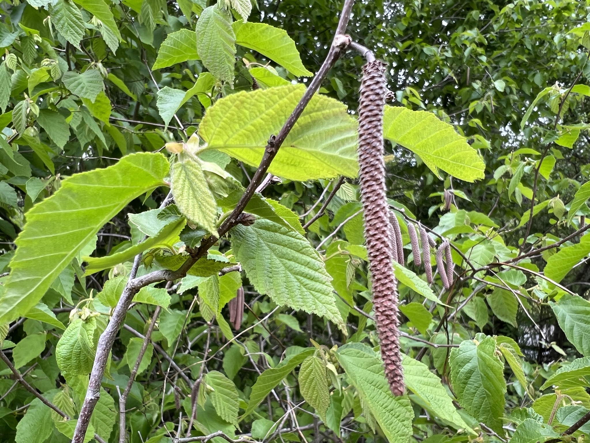 American hazelnut