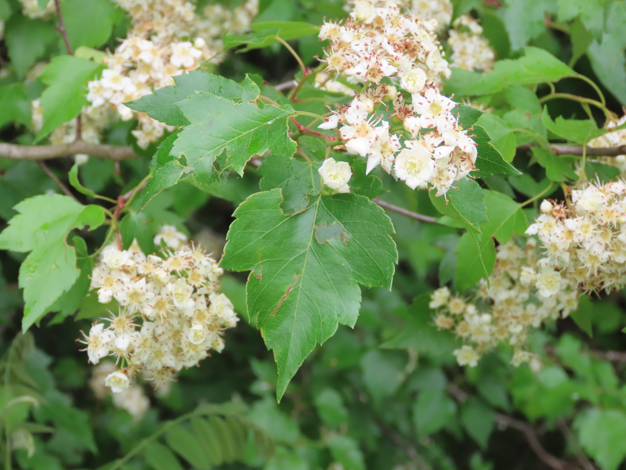 Washington hawthorn