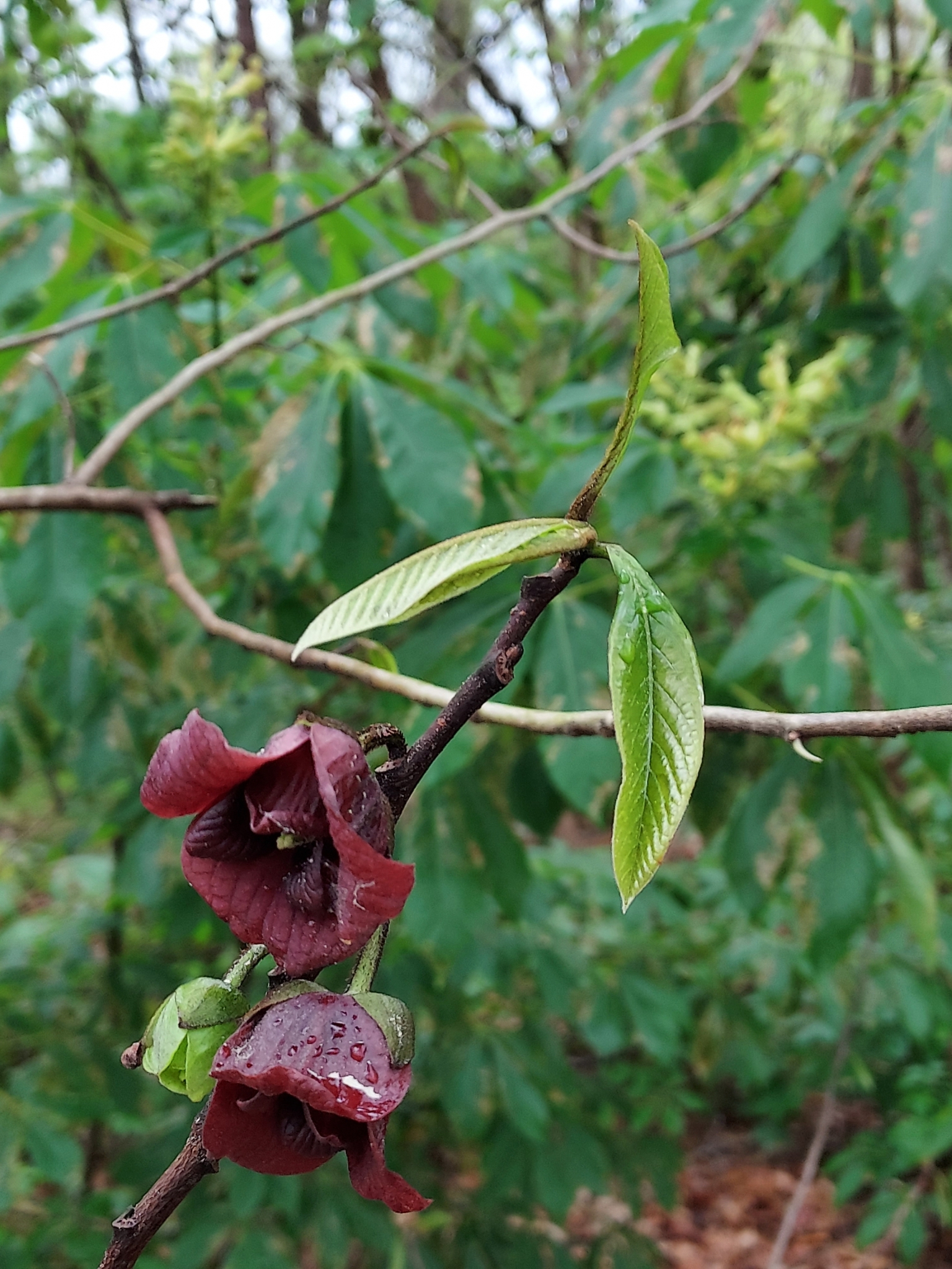 Common pawpaw