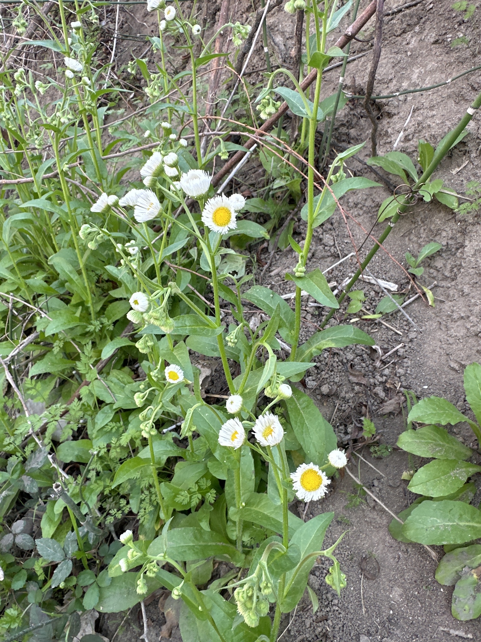 Philadelphia fleabane