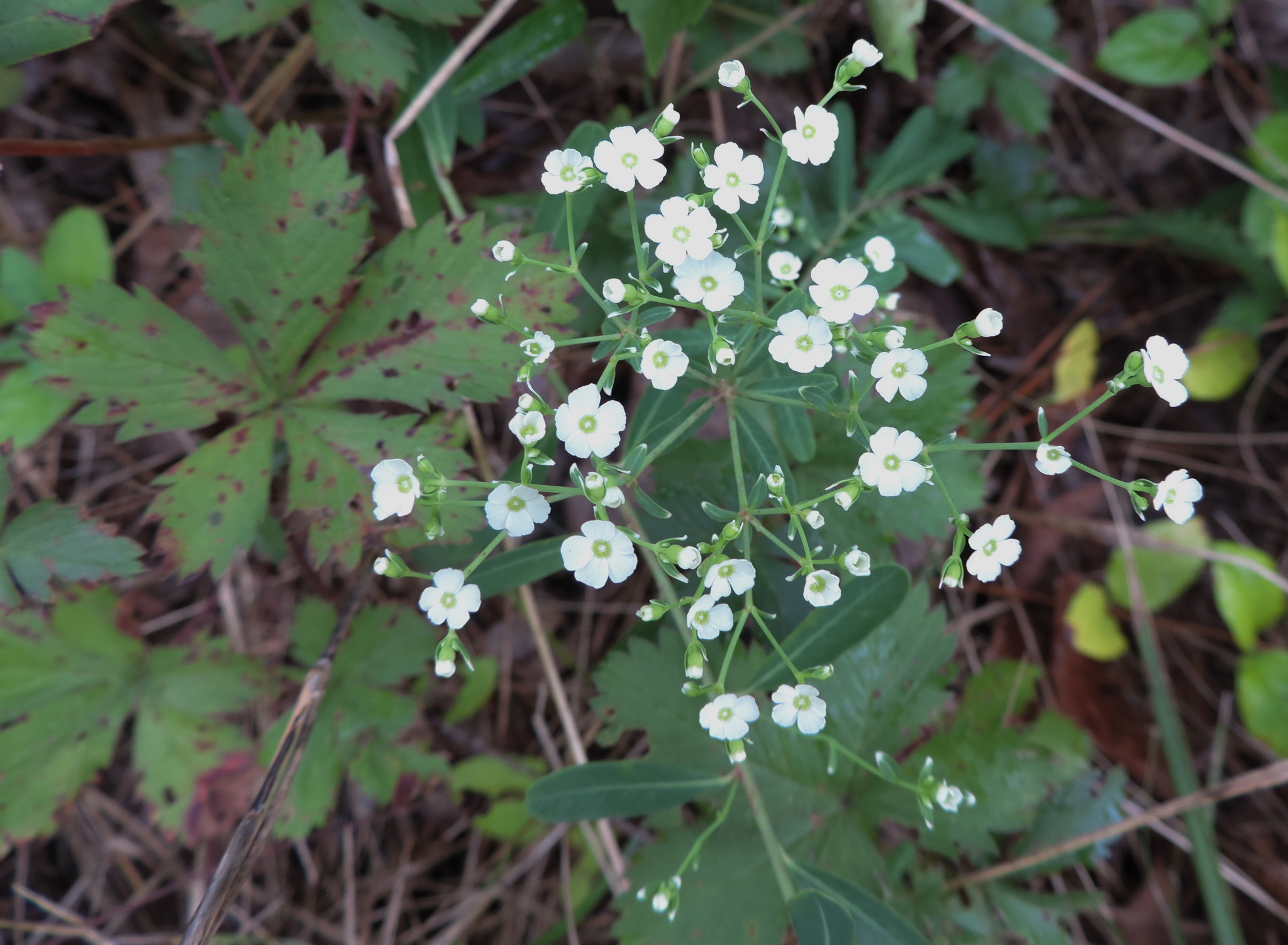 Flowering spurge