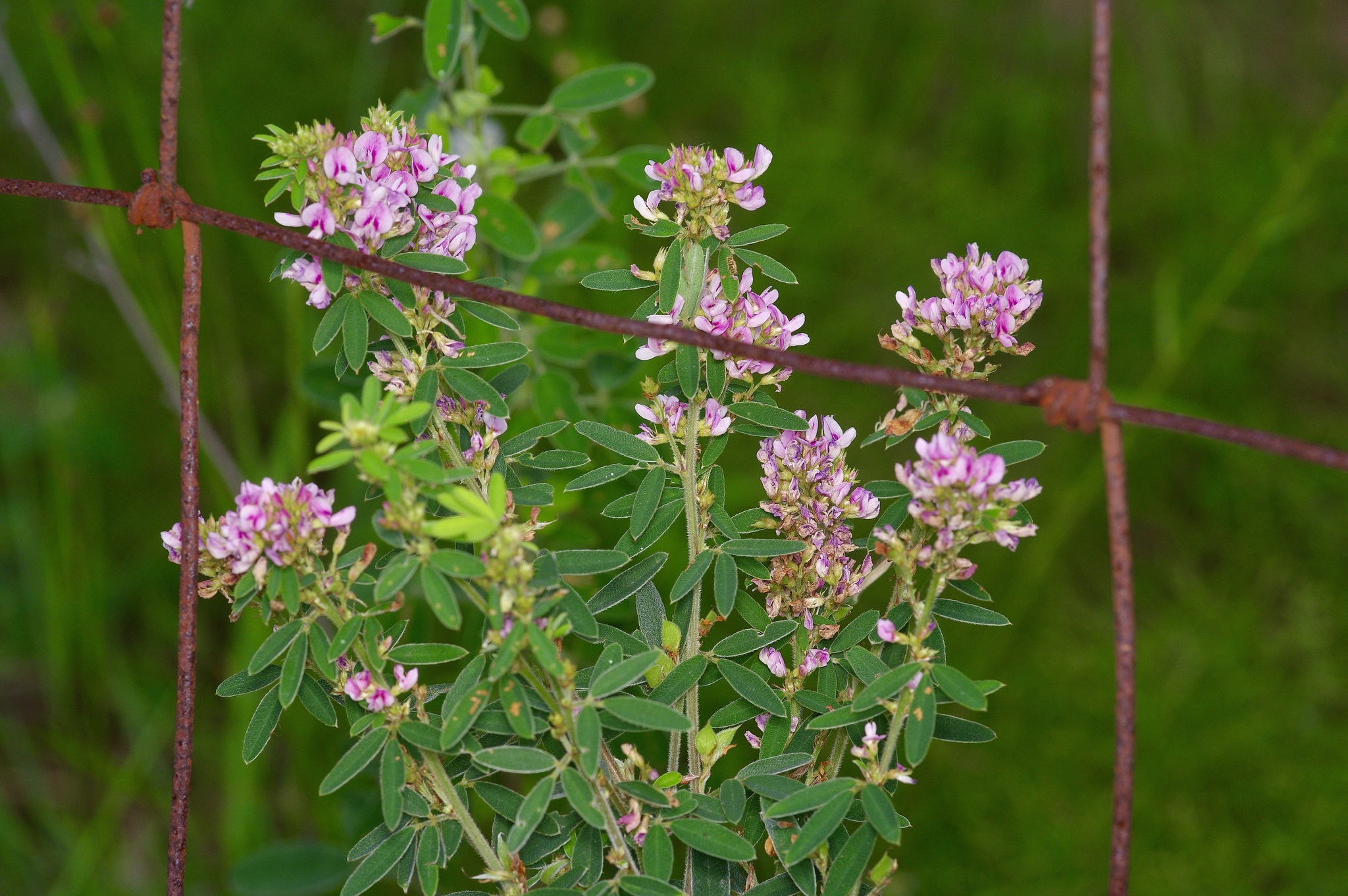 Slender lespedeza