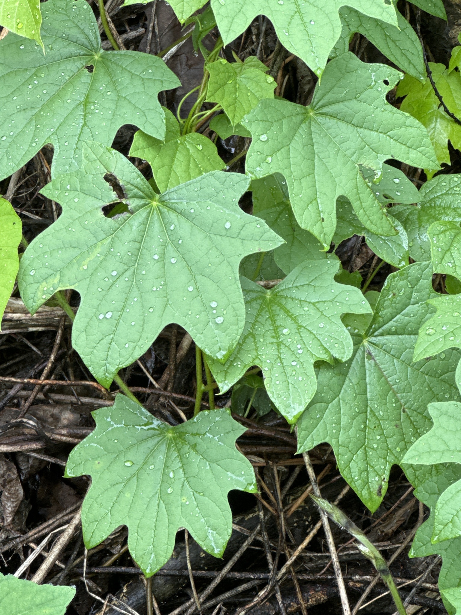 Canada moonseed