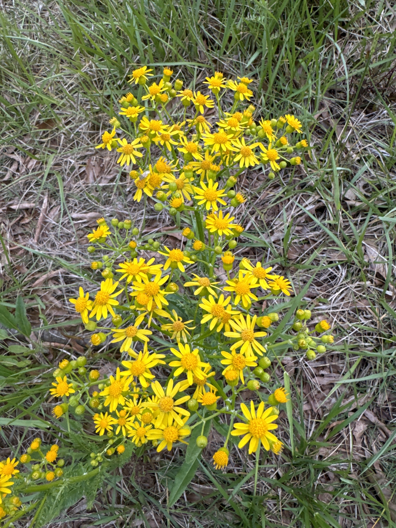 Small's ragwort