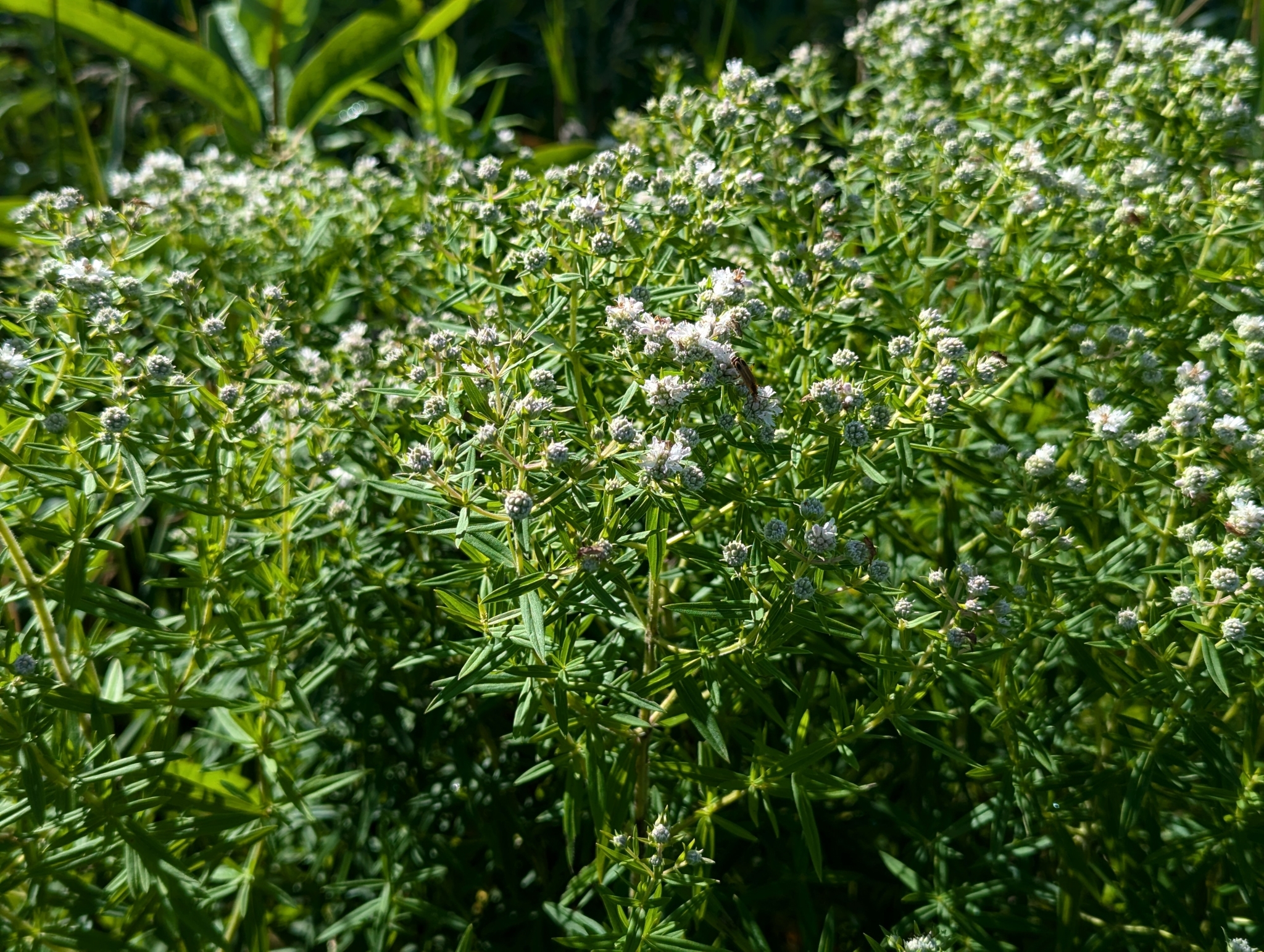 Virginia mountain-mint