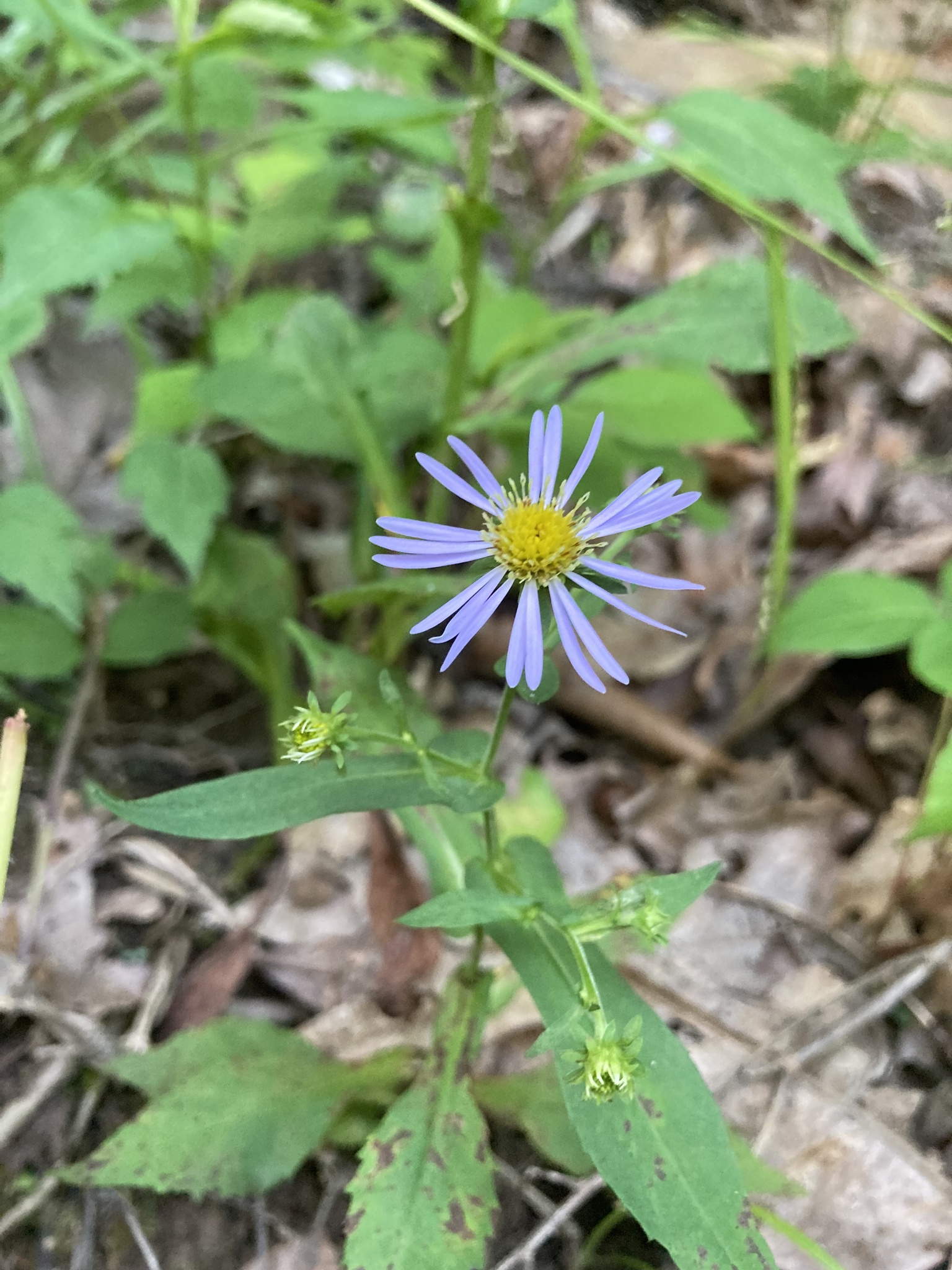 Crooked-stem aster