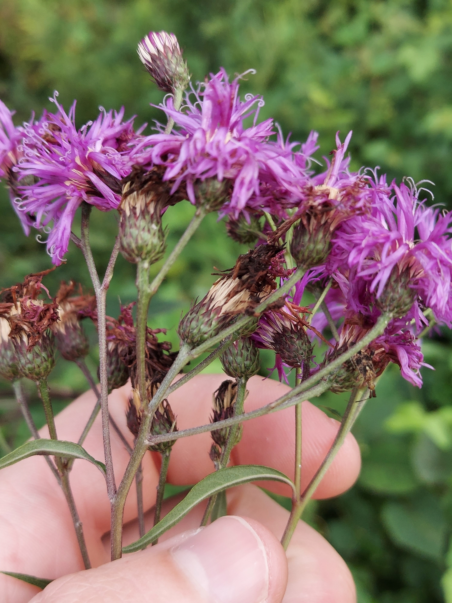 Upland ironweed