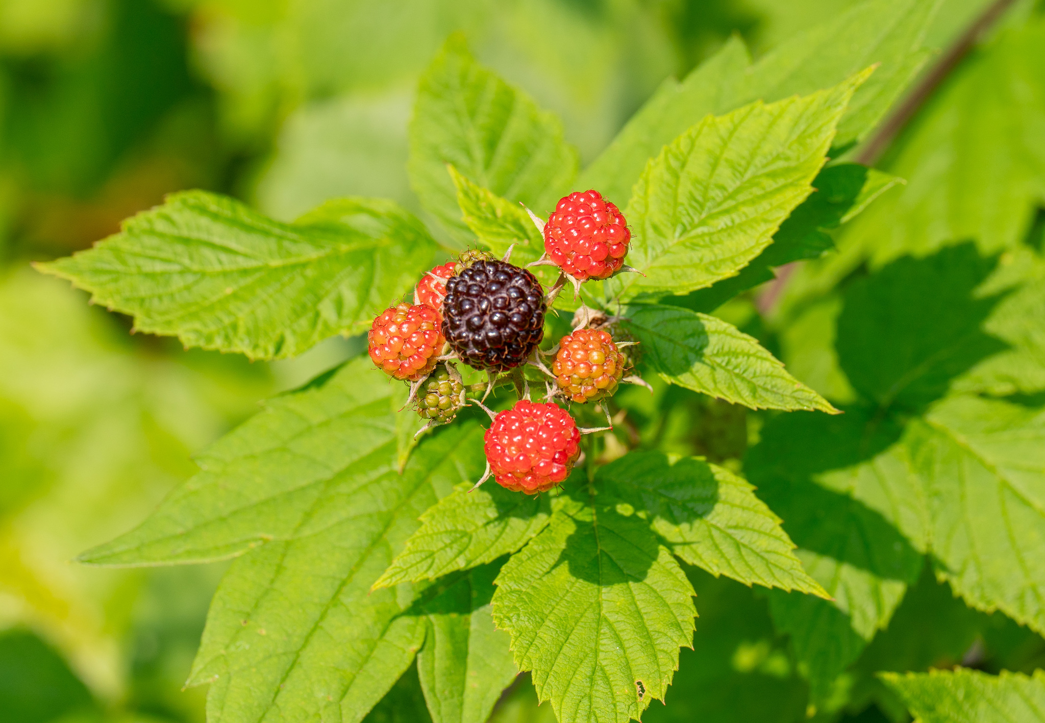Black raspberry