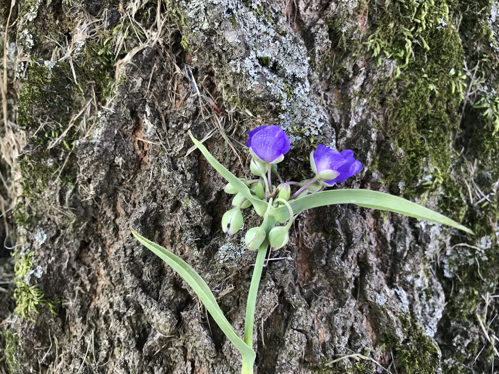 Ohio spiderwort