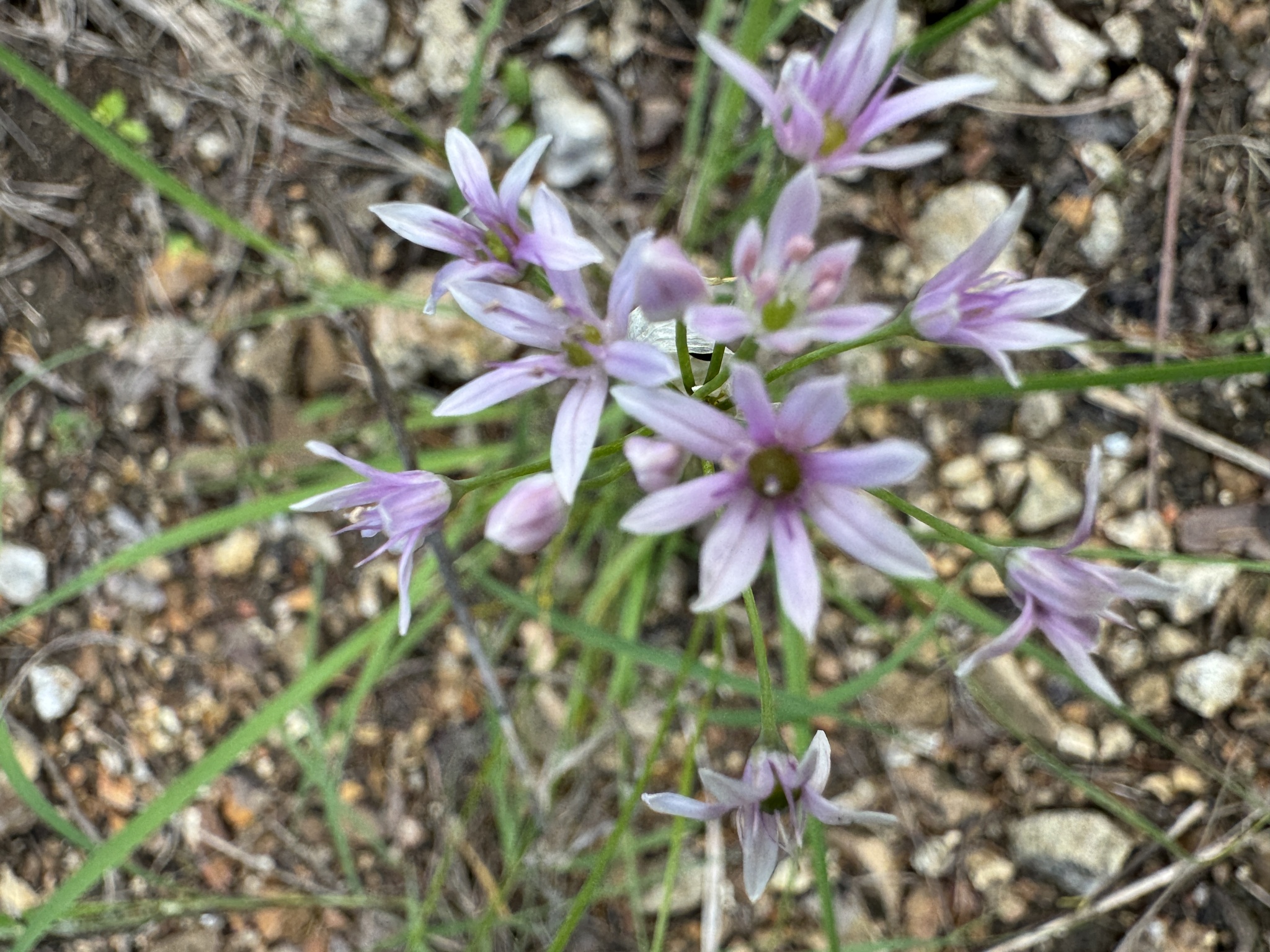 Wild onion