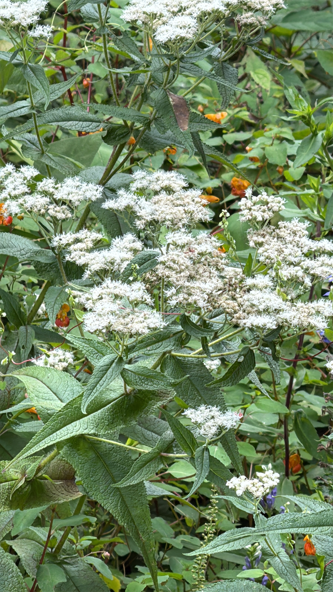 Boneset
