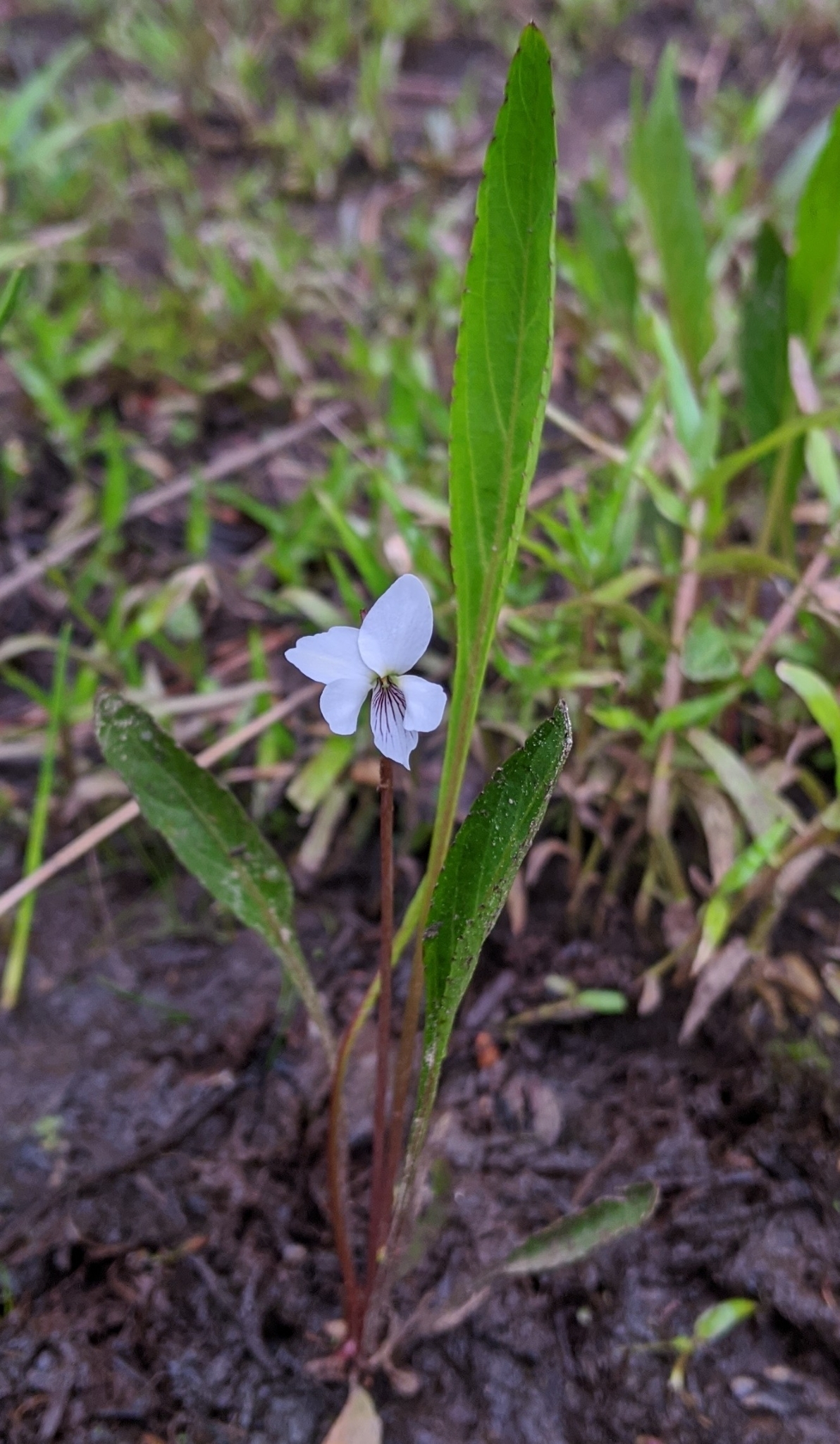 Lance-leaved violet
