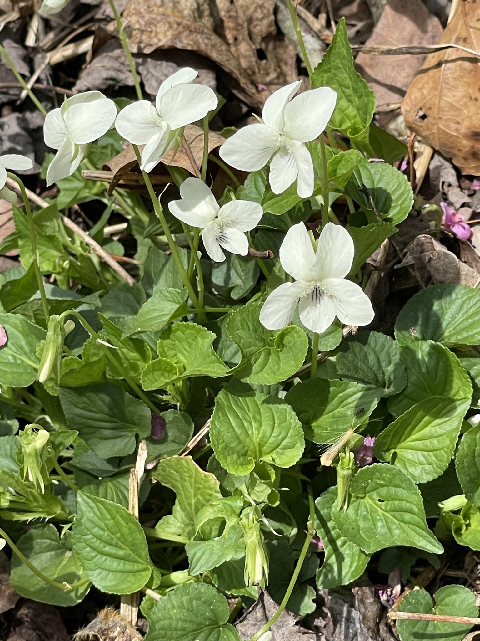 Cream violet