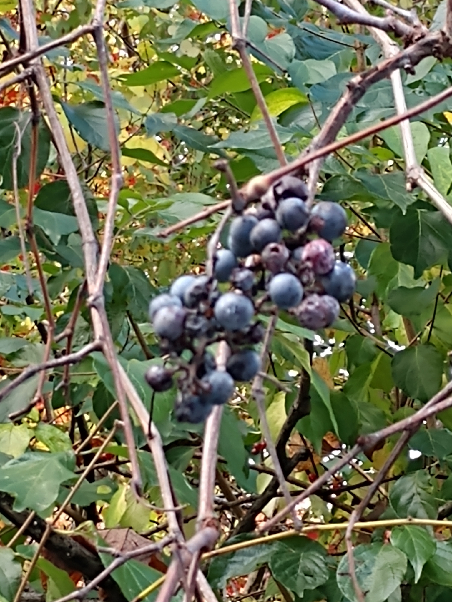 Riverbank grape