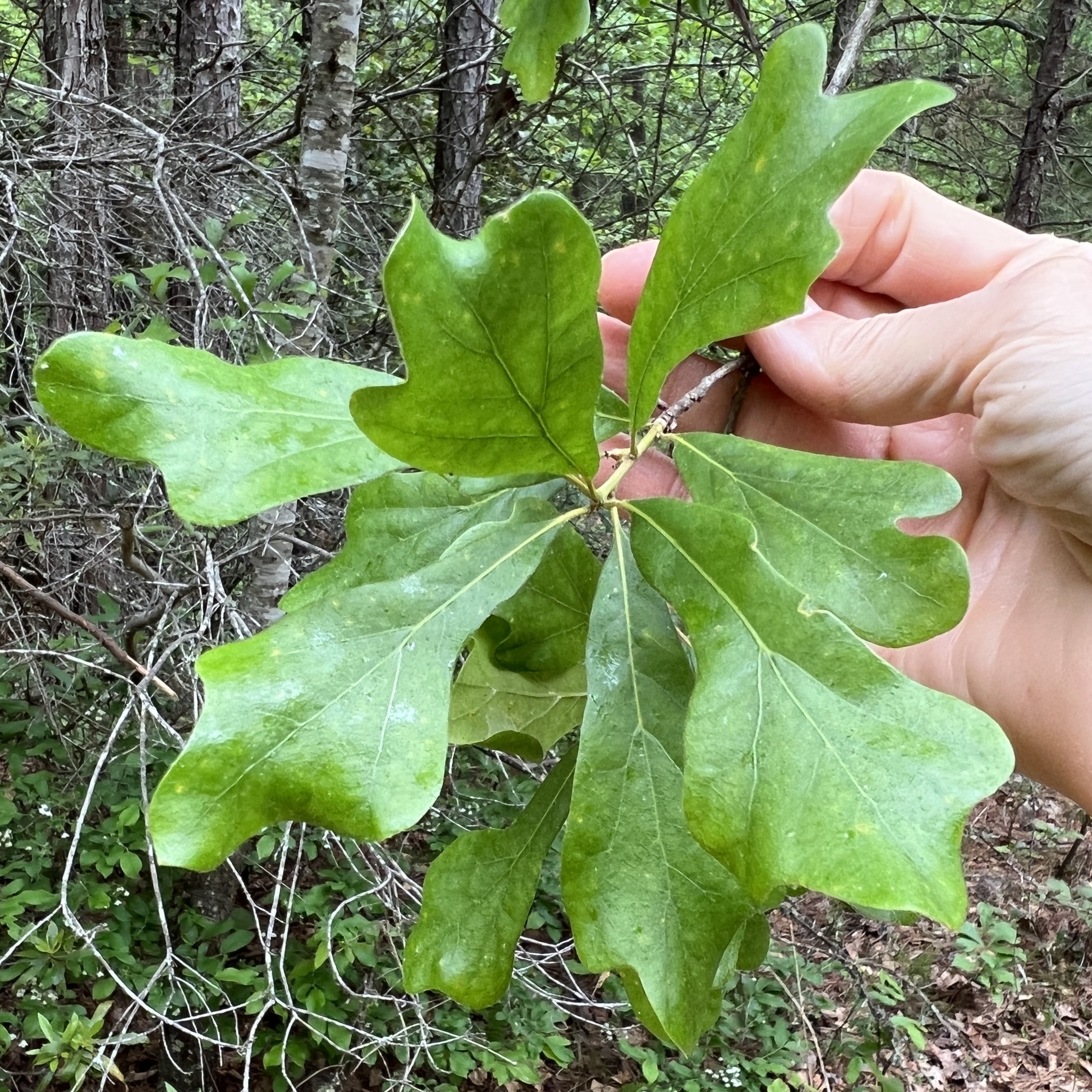 Water oak