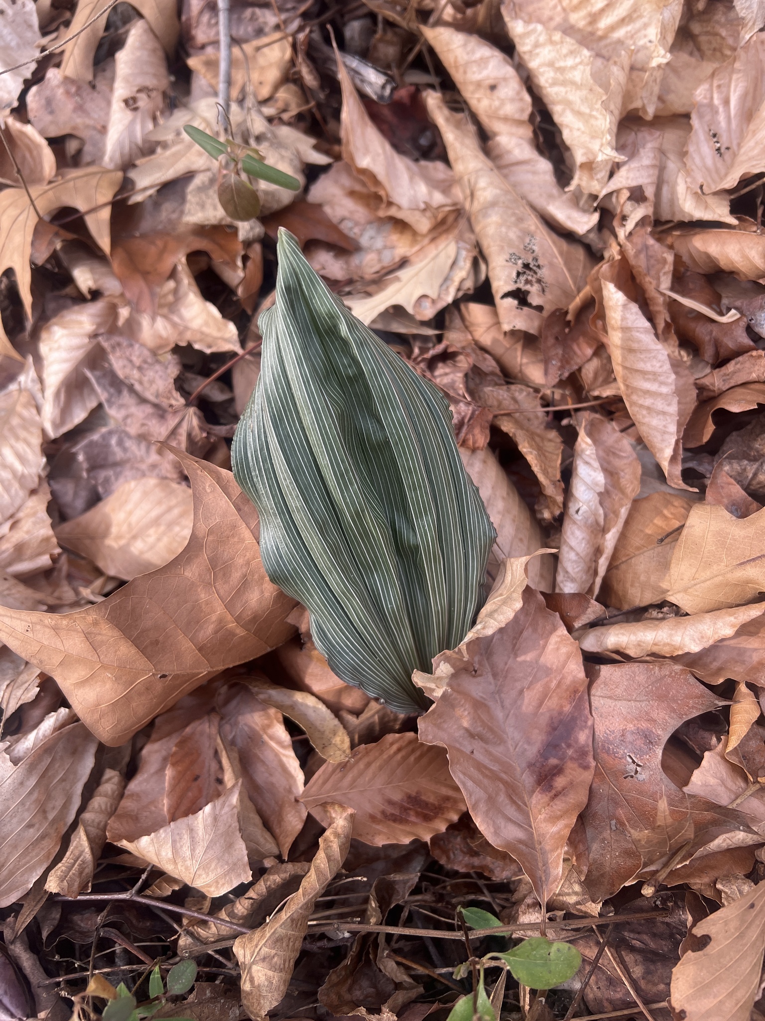Puttyroot