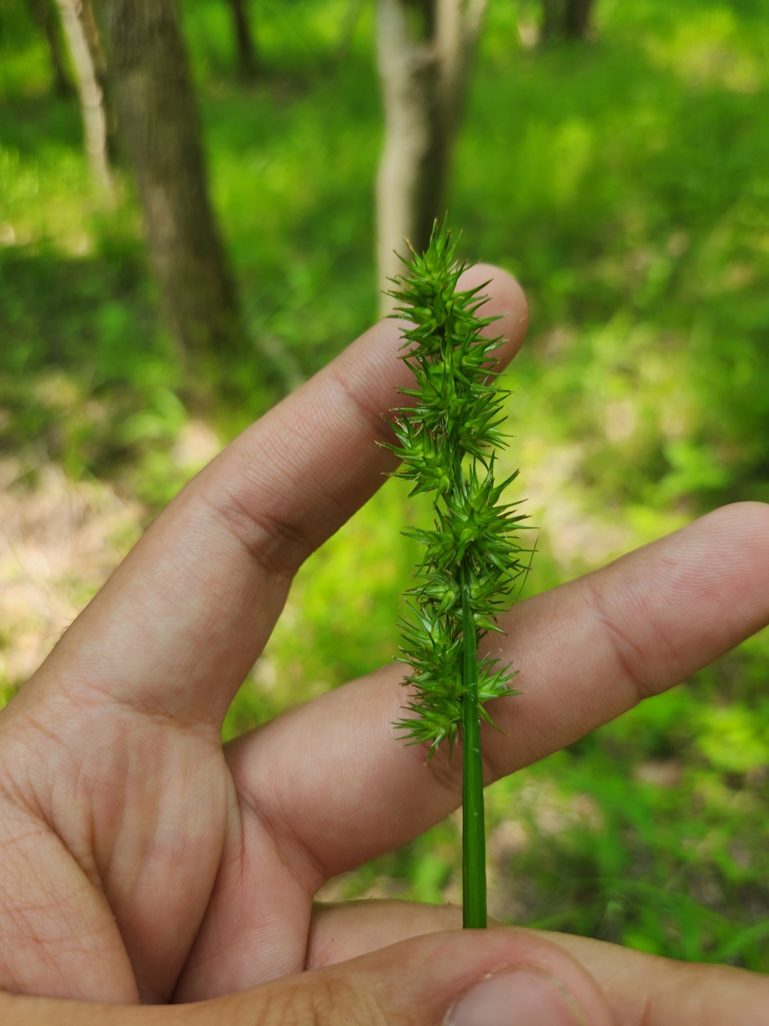Large stalk-grain sedge