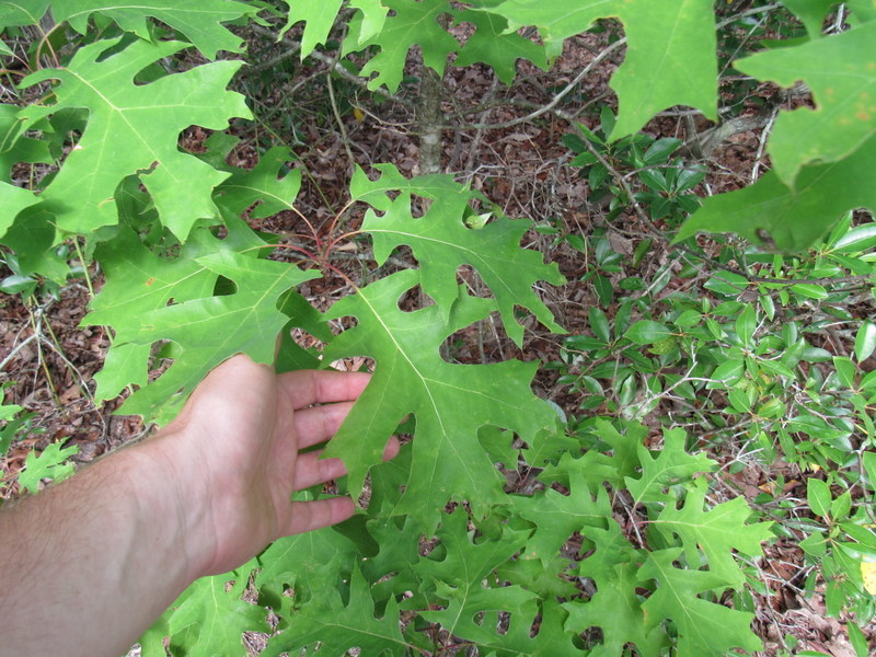Shumard oak