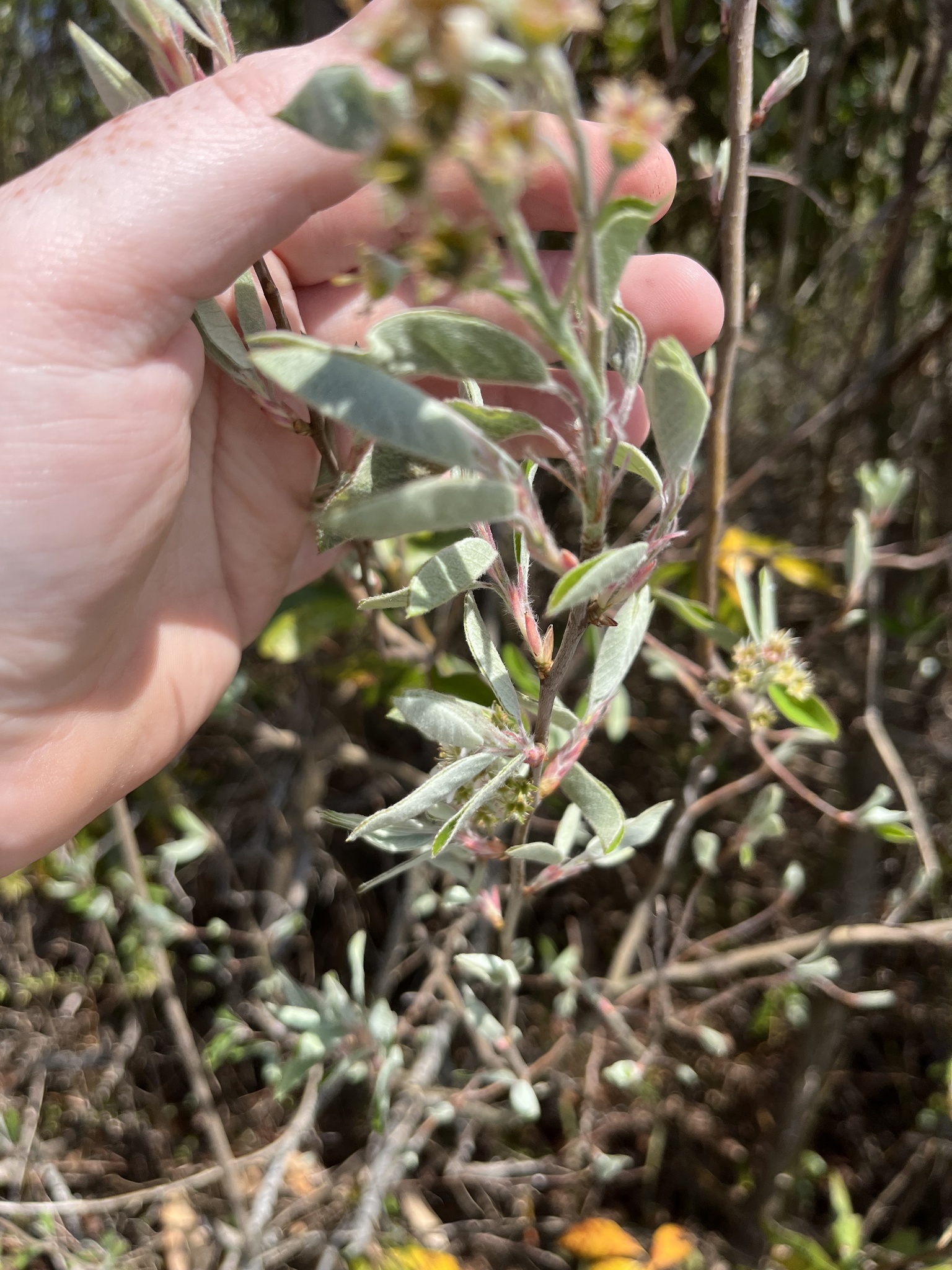 Canadian serviceberry