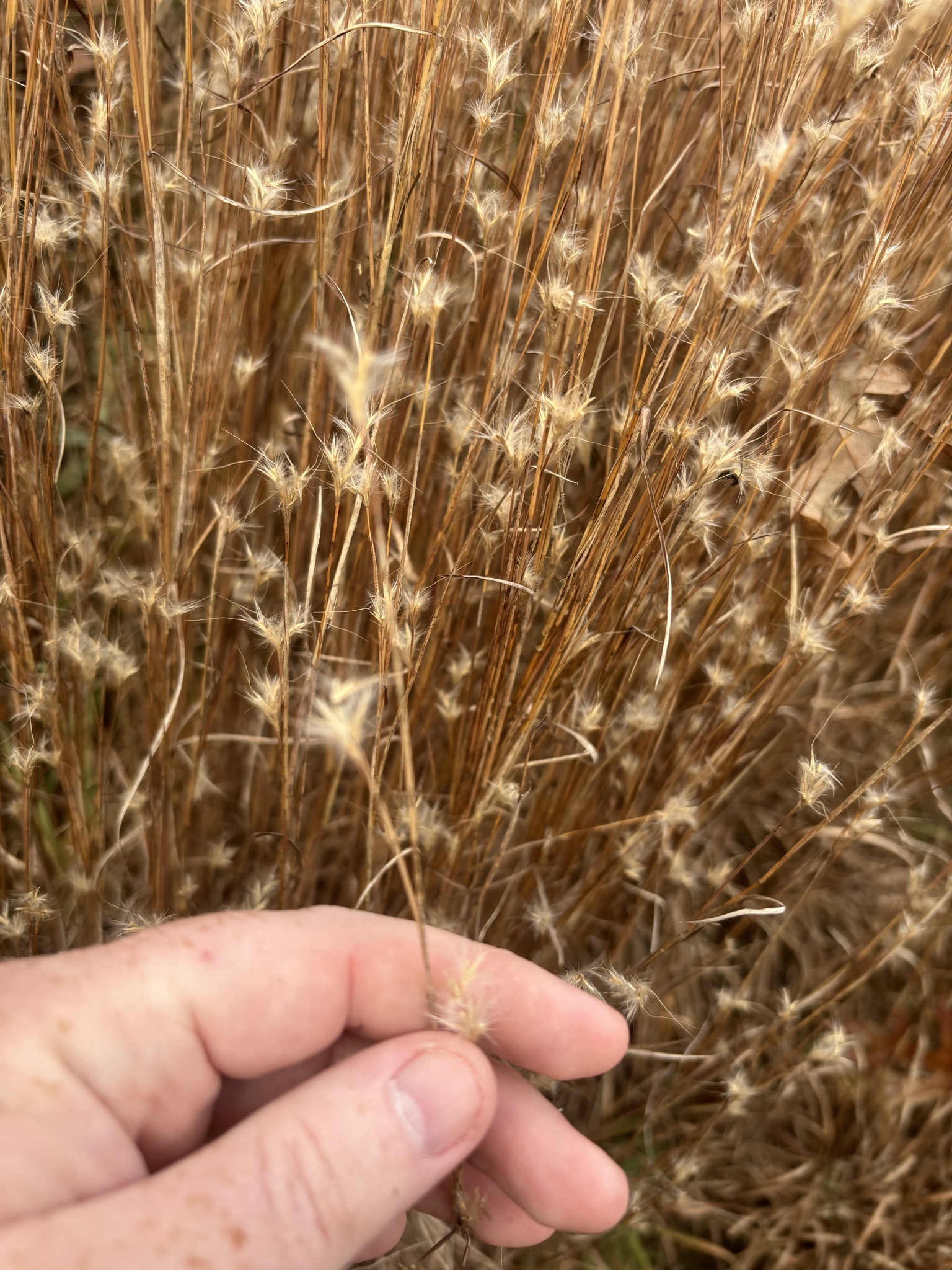 Splitbeard bluestem