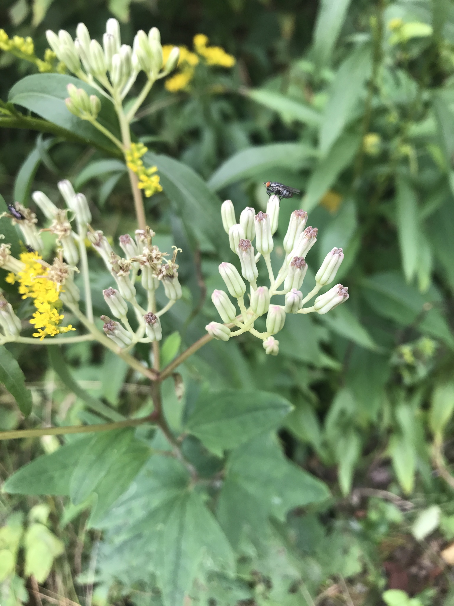 Pale indian-plantain