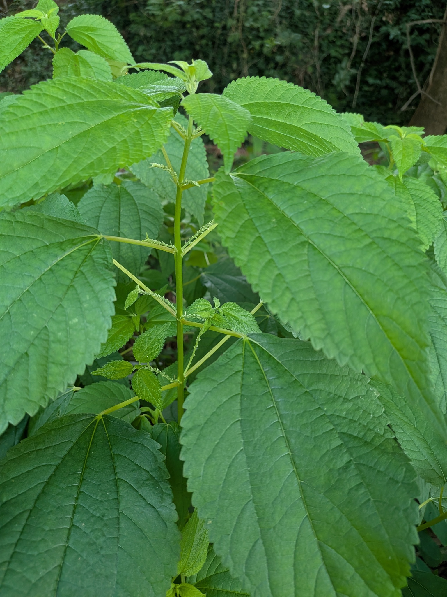 False nettle