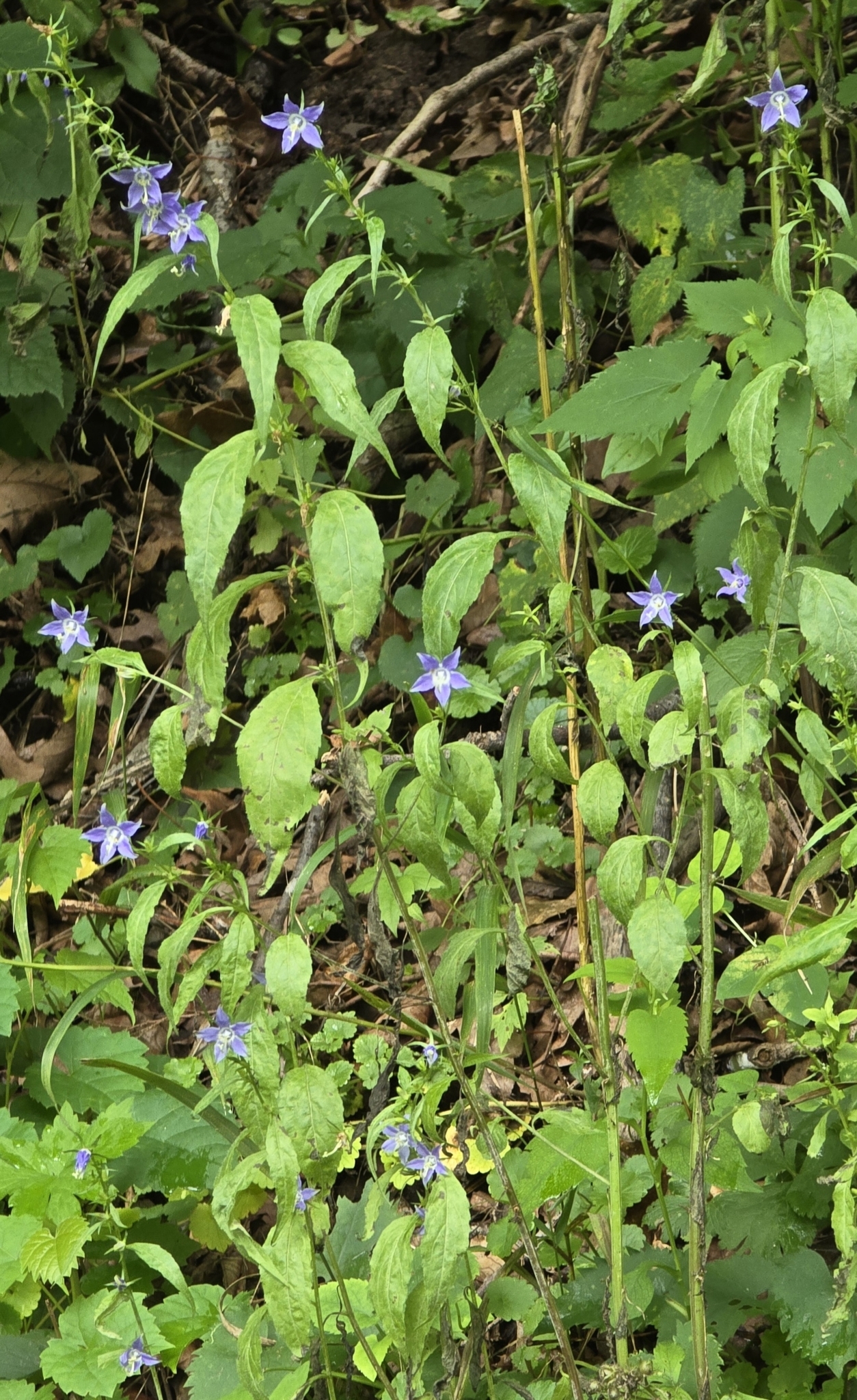 Tall bellflower