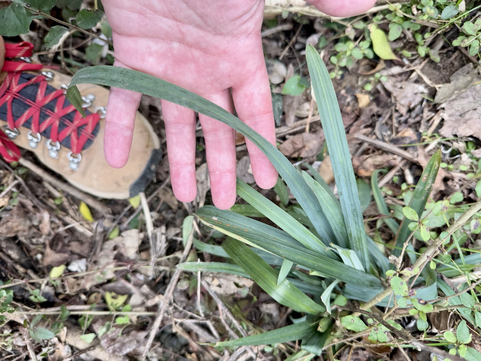 Thin-fruited sedge